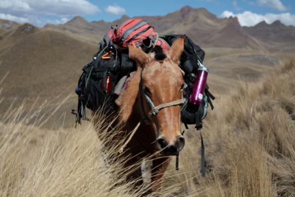 Best Horse In The World